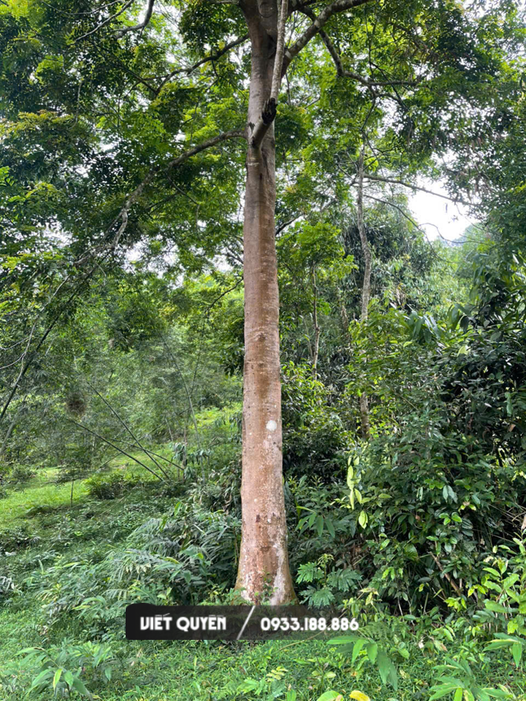 Cây lim xanh thanh hóa vanh 150